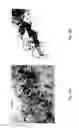 Fig. 50 - MEDICAMENT FOR TREATING PERIPHERAL NEUROPATHIES