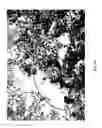 Fig. 71 - MEDICAMENT FOR TREATING PERIPHERAL NEUROPATHIES