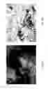 Fig. 87 - MEDICAMENT FOR TREATING PERIPHERAL NEUROPATHIES