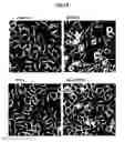 Fig. 05 - Compositions Useful for Treating Herpes Simplex Keratitis, and Methods Using Same