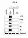 Fig. 10 - Compositions Useful for Treating Herpes Simplex Keratitis, and Methods Using Same