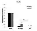 Fig. 12 - Compositions Useful for Treating Herpes Simplex Keratitis, and Methods Using Same