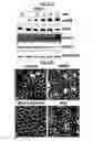 Fig. 23 - Compositions Useful for Treating Herpes Simplex Keratitis, and Methods Using Same