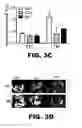 Fig. 16 - Compositions and methods for inhibiting antiapoptotic Bcl-2 proteins as anti-aging agents
