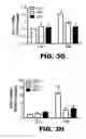 Fig. 18 - Compositions and methods for inhibiting antiapoptotic Bcl-2 proteins as anti-aging agents