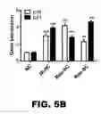 Fig. 29 - Compositions and methods for inhibiting antiapoptotic Bcl-2 proteins as anti-aging agents
