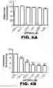 Fig. 30 - Compositions and methods for inhibiting antiapoptotic Bcl-2 proteins as anti-aging agents