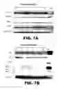 Fig. 32 - Compositions and methods for inhibiting antiapoptotic Bcl-2 proteins as anti-aging agents