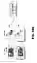 Fig. 40 - Compositions and methods for inhibiting antiapoptotic Bcl-2 proteins as anti-aging agents