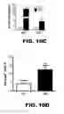 Fig. 41 - Compositions and methods for inhibiting antiapoptotic Bcl-2 proteins as anti-aging agents