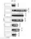 Fig. 67 - Methods and compositions for treating cancers and enhancing therapeutic immunity by selectively reducing immunomodulatory M2 monocytes