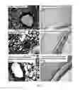 Fig. 02 - Application of fructus schisandrae total polysaccharides in preparatoin of medicine or nutraceuticals used for treating coughing
