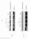 Fig. 10 - Compositions comprising citrate and applications thereof