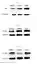 Fig. 08 - METHOD FOR PROTECTING NEURONAL CELLS COMPRISING ADMINISTERING AN EFFECTIVE AMOUNT OF A CENTIPEDA MINIMA EXTRACT