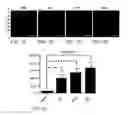 Fig. 08 - TREATMENT OF RESISTANT LESIONS