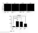 Fig. 16 - TREATMENT OF RESISTANT LESIONS