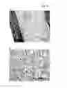 Fig. 14 - BPI and its congeners as radiation mitigators and radiation protectors