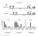 Fig. 02 - Methods for treating metabolic disorders using FGF