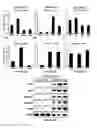 Fig. 04 - Methods for treating metabolic disorders using FGF