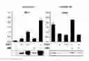Fig. 08 - Methods for treating metabolic disorders using FGF
