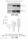 Fig. 30 - High concentration alpha-glucosidase compositions for the treatment of Pompe disease