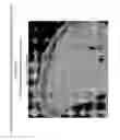Fig. 13 - Prophylactic normalization of cutaneous wound repair
