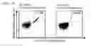 Fig. 34 - Peptides, combination of peptides and scaffolds for use in immunotherapeutic treatment of various cancers