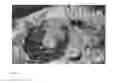Fig. 04 - Porcine parvovirus