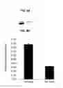 Fig. 05 - Compositions and methods for transport across the blood brain barrier