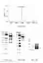 Fig. 17 - Multi-arm linker for treating rejection reaction in transplantation