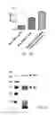 Fig. 22 - Multi-arm linker for treating rejection reaction in transplantation