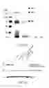 Fig. 23 - Multi-arm linker for treating rejection reaction in transplantation