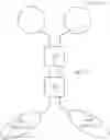 Fig. 31 - Multi-arm linker for treating rejection reaction in transplantation