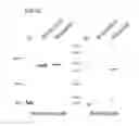 Fig. 12 - Bi-specific antibodies and uses thereof