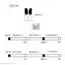 Fig. 25 - Bi-specific antibodies and uses thereof