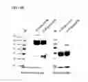 Fig. 26 - Bi-specific antibodies and uses thereof
