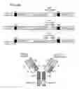 Fig. 50 - Bi-specific antibodies and uses thereof