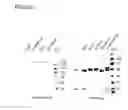 Fig. 51 - Bi-specific antibodies and uses thereof