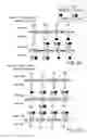 Fig. 11 - COMPOSITIONS AND METHODS FOR TARGETED EPIGENETIC MODIFICATION