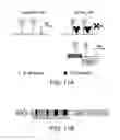 Fig. 20 - COMPOSITIONS AND METHODS FOR TARGETED EPIGENETIC MODIFICATION