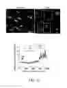Fig. 21 - COMPOSITIONS AND METHODS FOR TARGETED EPIGENETIC MODIFICATION