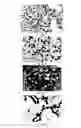 Fig. 03 - Application of ruthenium complexes as nucleic acid vectors of target cell nucleuses