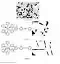 Fig. 04 - Application of ruthenium complexes as nucleic acid vectors of target cell nucleuses