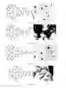 Fig. 11 - Application of ruthenium complexes as nucleic acid vectors of target cell nucleuses