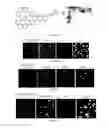 Fig. 13 - Application of ruthenium complexes as nucleic acid vectors of target cell nucleuses
