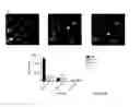 Fig. 17 - COMPOSITIONS FOR GASTROINTESTINAL ADMINISTRATION OF RNA