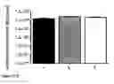 Fig. 23 - COMPOSITIONS FOR GASTROINTESTINAL ADMINISTRATION OF RNA