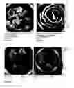 Fig. 28 - COMPOSITIONS FOR GASTROINTESTINAL ADMINISTRATION OF RNA