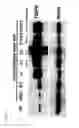 Fig. 03 - Thymidylate kinase fusions and uses thereof