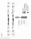 Fig. 43 - Thymidylate kinase fusions and uses thereof